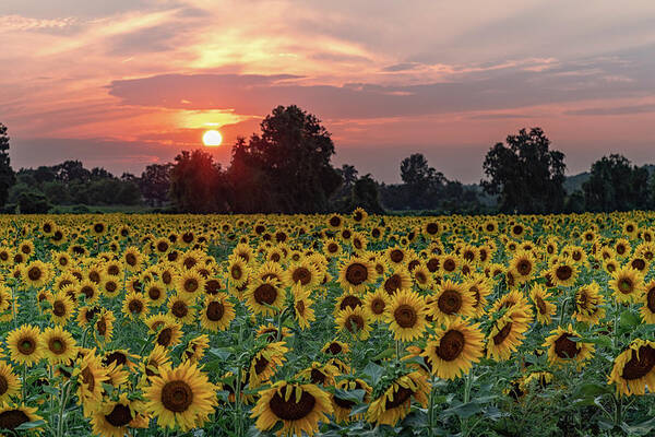 Flowers Poster featuring the photograph Sunflower Sunset II by Rod Best