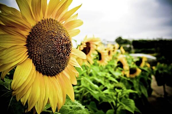 Sunflower Poster featuring the photograph Sunflower Sunshine by Lacey Miller