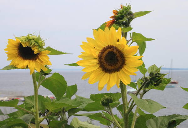 Wildflower Poster featuring the photograph Sunflowers by the Ocean by John Burk