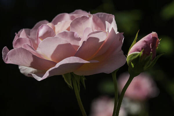 Rose Poster featuring the photograph Sunlit Pink Beauty by Doug Scrima