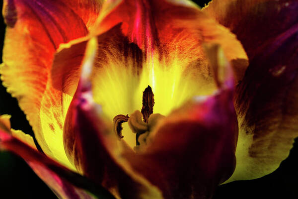 Jay Stockhaus Poster featuring the photograph Sunlit Tulip by Jay Stockhaus