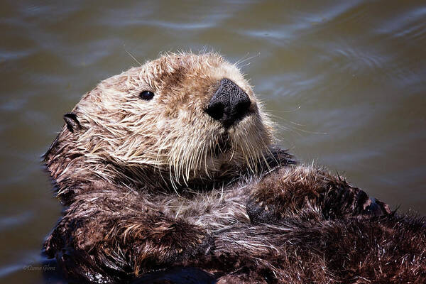 Brown Poster featuring the photograph Sunny Face by Deana Glenz