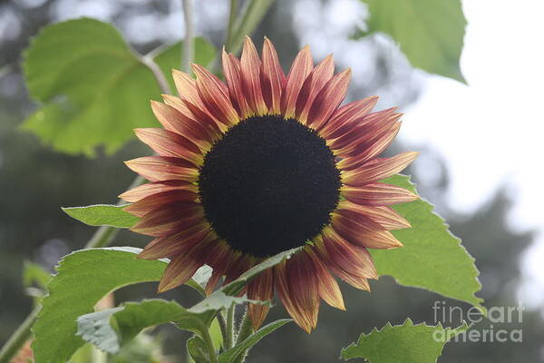 Sunflower Poster featuring the photograph Sunny Face by Wendy Coulson