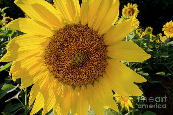 Sunflowers Poster featuring the photograph Sunny Side Up by Chris Scroggins