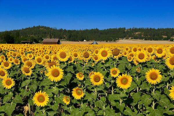 Sunny Sunflower Field Poster featuring the photograph Sunny Sunflower field by Lynn Hopwood