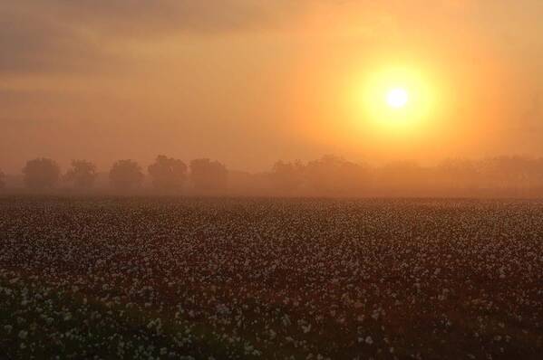Mobile Poster featuring the digital art Sunrise and the Cotton Field by Michael Thomas