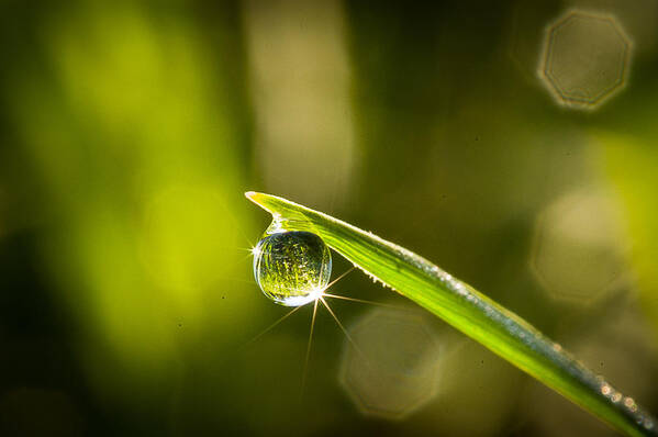 Dew Poster featuring the photograph Sunrise in a Dewdrop by Monte Stevens