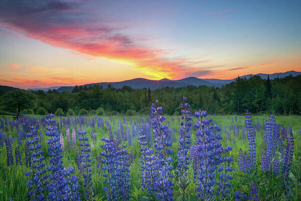 #surise#lupines#sugarhill#newhampshire#landscape#field#mountains Poster featuring the photograph Sunrise Over the Ridge by Darylann Leonard Photography