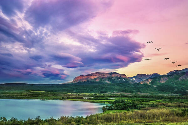 Alberta Poster featuring the photograph Sunset Flight by Tracy Munson