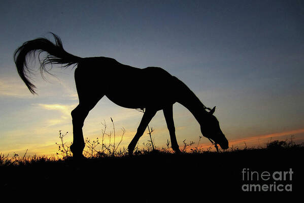 Horse Poster featuring the photograph Sunset Horse by Dimitar Hristov