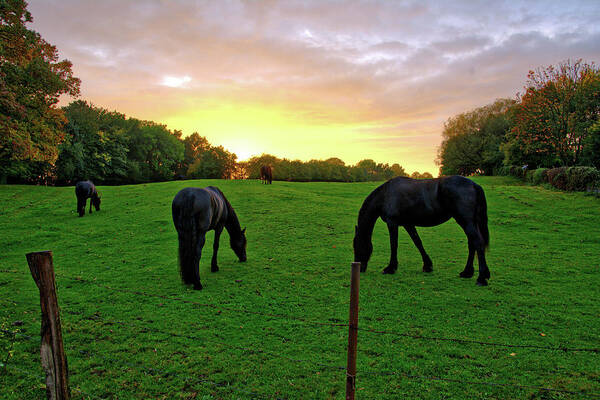 Belgium Poster featuring the photograph Sunset horses by Ingrid Dendievel