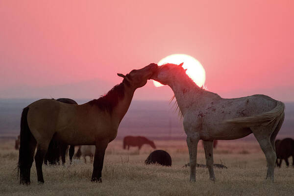 Wild Horses Poster featuring the photograph Sunset Horses by Wesley Aston