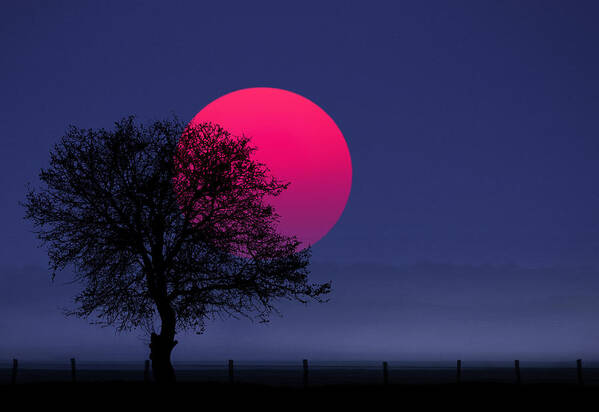 Silhouette Poster featuring the photograph Sunset magenta by Bess Hamiti