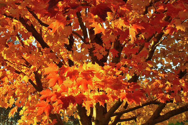 Illinois Poster featuring the photograph Sunset on Sugar Maple by Ray Mathis