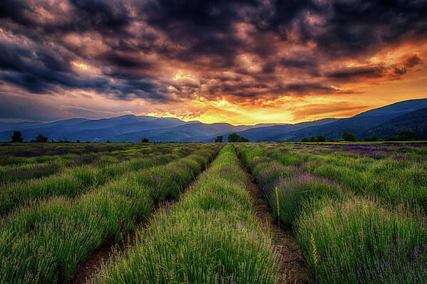 Field Poster featuring the photograph Sunset Over Lavender Field by Plamen Petkov