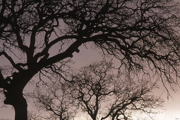 Oak Trees Poster featuring the photograph Sunset Silhouette by Soli Deo Gloria Wilderness And Wildlife Photography