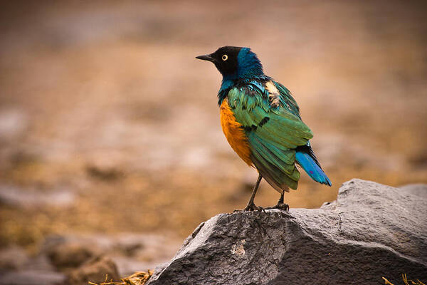 3scape Photos Poster featuring the photograph Superb Starling by Adam Romanowicz