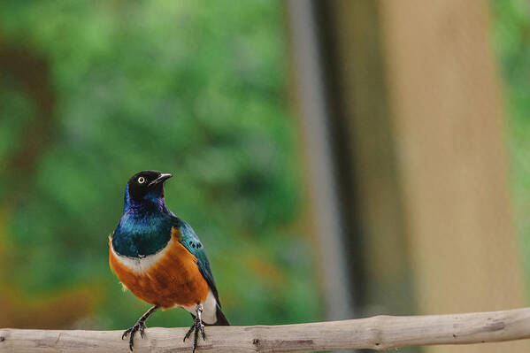 Indianapolis Zoo Poster featuring the photograph Superb Starling by Jamie Cook