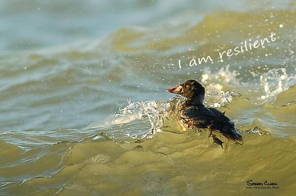  Poster featuring the photograph Surf Scoter says I am Resilient by Sherry Clark