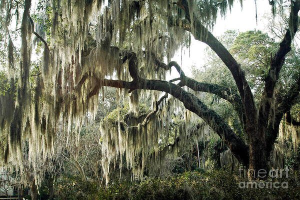 What's Hanging from the Trees in Savannah? - Spanish Moss