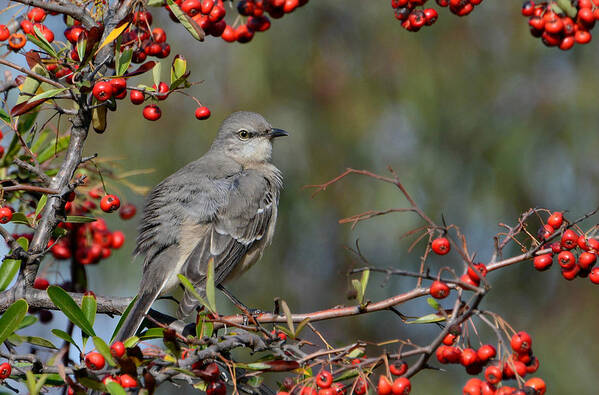 Northern Mockingbird Poster featuring the photograph Surrounded By Berries by Fraida Gutovich