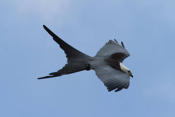 Swallow-tailed Kite Poster featuring the photograph Swallow-tailed Kite #1 by Paul Rebmann