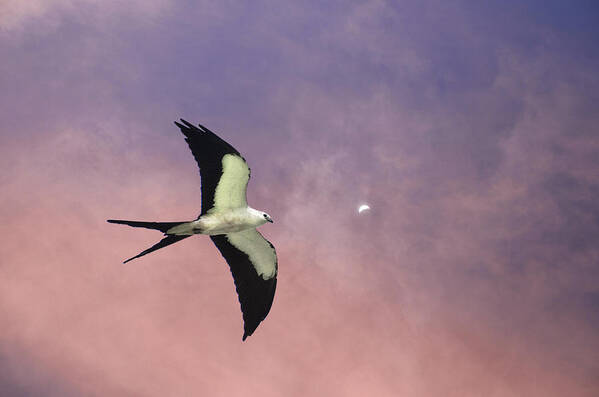 Kite Poster featuring the photograph Swallow Tailed Kite by Dick Hudson