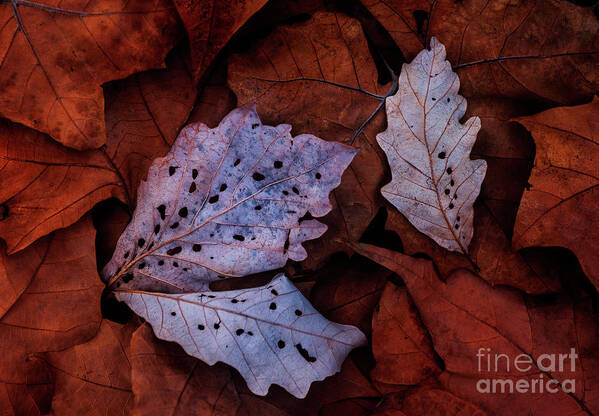 Clinton River Park Poster featuring the photograph Swamp Oak and Sycamore Leaves LE10053 by Mark Graf