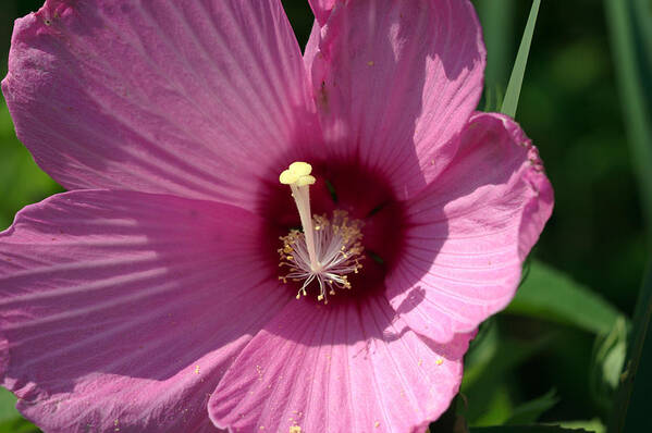 Aroma Poster featuring the photograph Swamp Rose Mallow by Jack R Perry