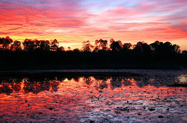 Swamp Poster featuring the photograph Swamp Sunset by Kristin Elmquist