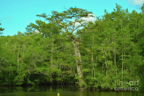 Tree Poster featuring the photograph Swamp Tree by Marc Watkins