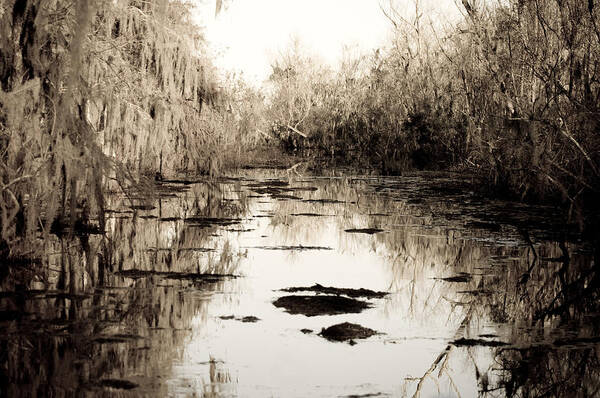 Trees; Landscape Poster featuring the photograph Swamps of Louisiana 6 by Sally Mellish