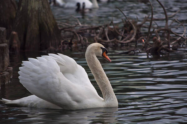 Swan Poster featuring the photograph Swan 1 by Laurie Hasan