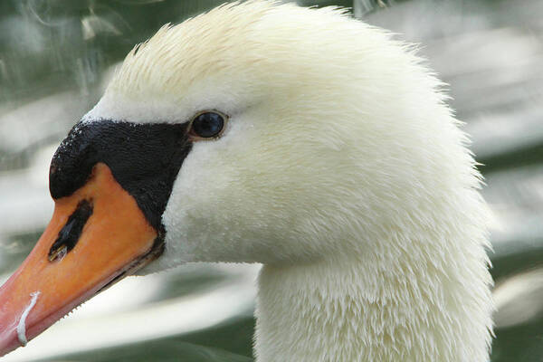 Swan Poster featuring the photograph Swan Close-up by David Stasiak