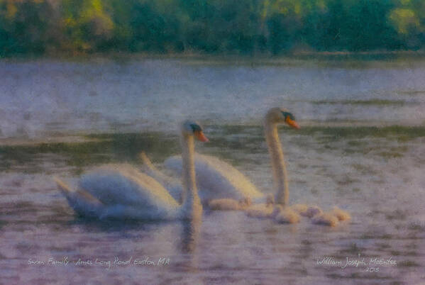 Swan Poster featuring the painting Swan Family at Sunset by Bill McEntee