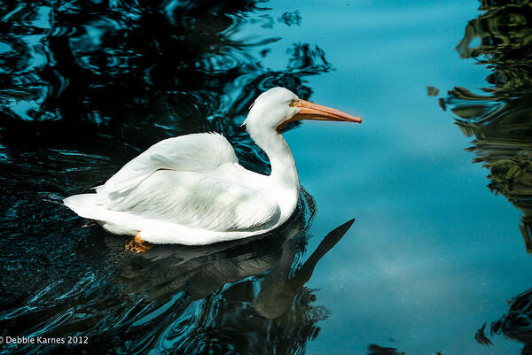 Swan Poster featuring the photograph Swan Lake by Debbie Karnes