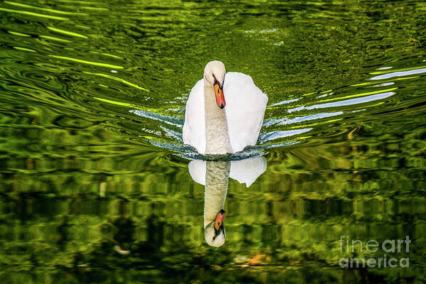 Animal Poster featuring the photograph Swan Lake Nature Photo 892 by Ricardos Creations