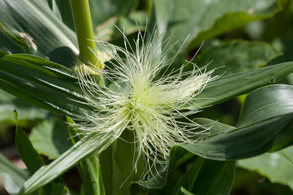 Sweet Corn Poster featuring the photograph Sweet Corn by Dawn OConnor