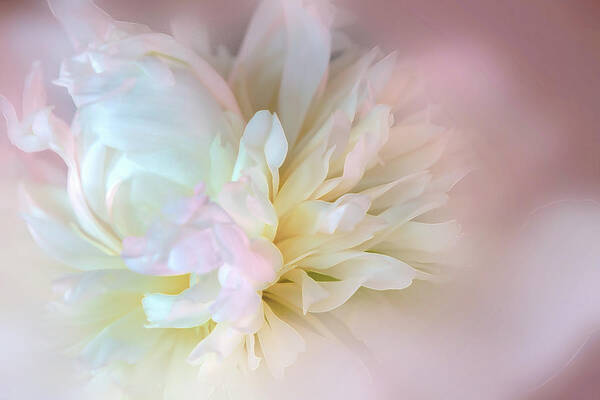 Photography Poster featuring the digital art Sweet Dahlia by Terry Davis