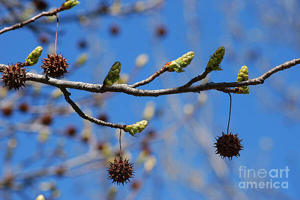 Sweet Gum Poster featuring the photograph Sweet Gum Catkins 20120405_206a by Tina Hopkins