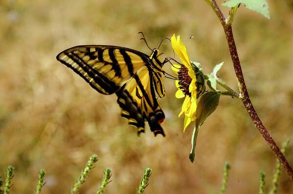 Swallowtail Poster featuring the photograph Sweet Summertime by Debra Martz