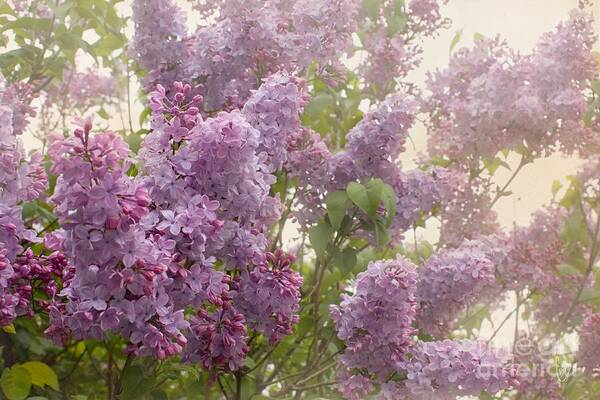 Lilacs Poster featuring the photograph Swimming in a sea of lilacs by Cindy Garber Iverson