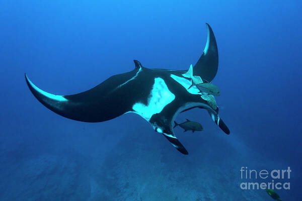 Giant Pacific Manta Ray Poster featuring the photograph Symmetry by Aaron Whittemore