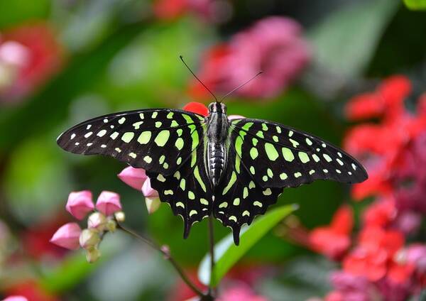 Tailed Jay Poster featuring the photograph Tailed Jay4 by Ronda Ryan