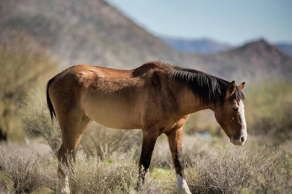 Wild Horse Poster featuring the photograph Take A Walk on the Wildside by Saija Lehtonen