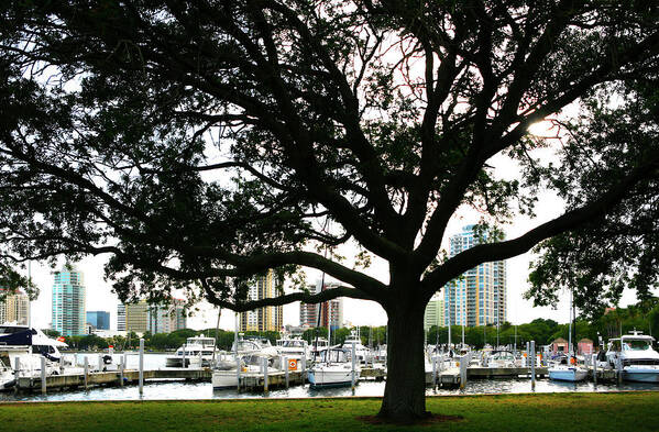 Tampa Poster featuring the photograph Tampa Shoreline and Skyline Through Tree by Marilyn Hunt