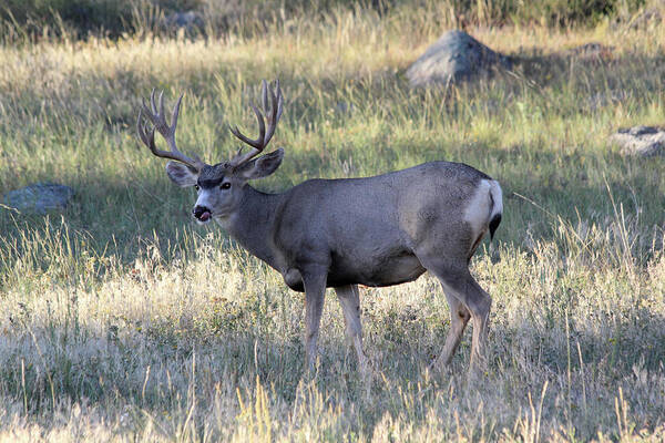 Mule Deer Poster featuring the photograph Tasty by Shane Bechler