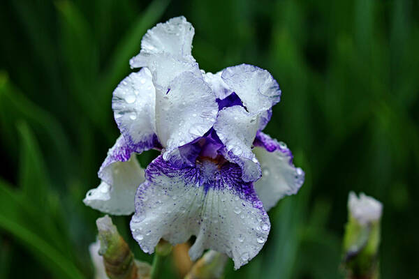 Iris Poster featuring the photograph Tears Of Joy by Debbie Oppermann