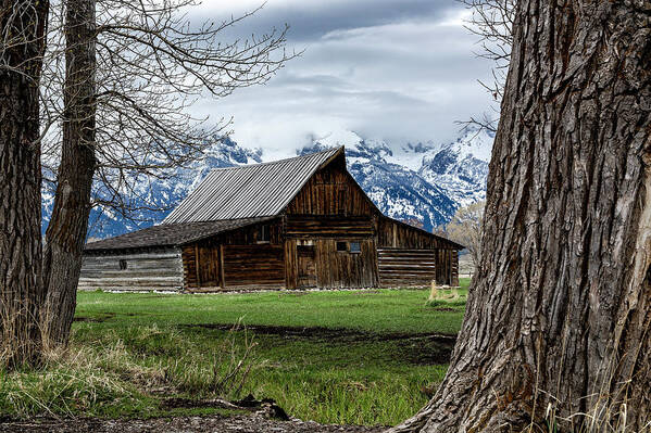Tetons Poster featuring the photograph Teton Barn #1 by Scott Read