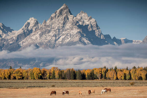 Horses Poster featuring the photograph Teton Horses by Wesley Aston